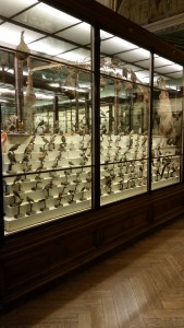 Bird specimens at the museum