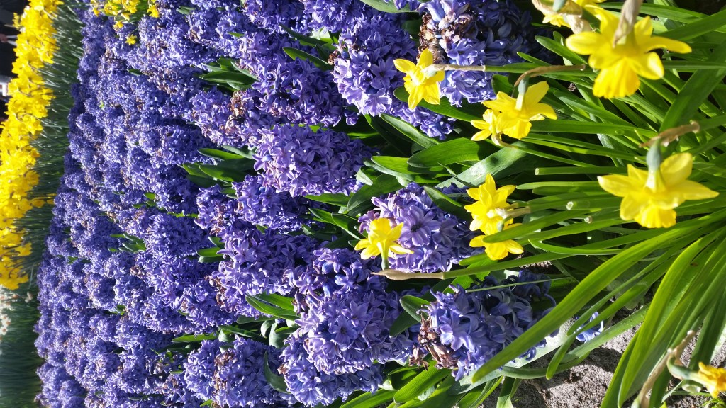 20160424_131133.jpg