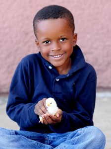 A kindergartner poses with a newborn chick hatched from his classroom's incubator, Aurora, Colorado