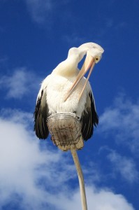 Pelican in New Castle, New South Wales, Australia 